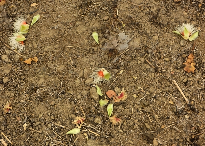 North Queensland Plants Lecythidaceae